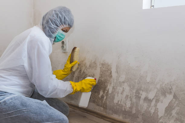 Best Commercial Mold Inspection  in Fowler, MI